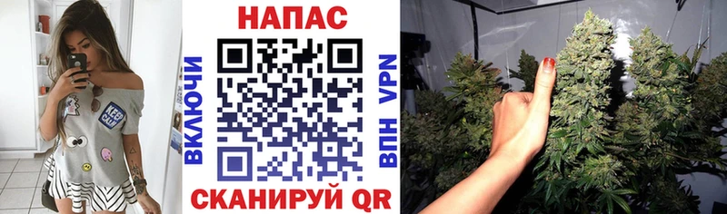 Конопля индика  где продают   Облучье 